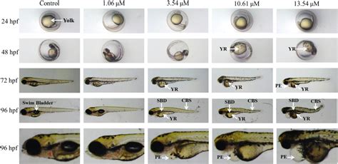 Frontiers Psoralen Induces Developmental Toxicity In Zebrafish