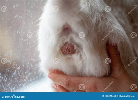 Testis Of Male Cat Scene Stock Image Image Of Floor