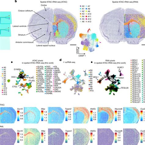 PDF Spatial Epigenometranscriptome Co Profiling Of Mammalian Tissues