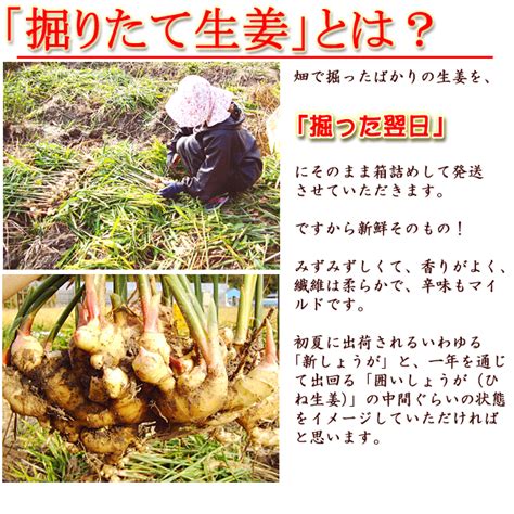 掘りたて生姜 約2キロ 高知産 送料無料 掘った翌日発送 野菜その他野菜 アグリファーム高知 本店（高知龍馬空港一階）