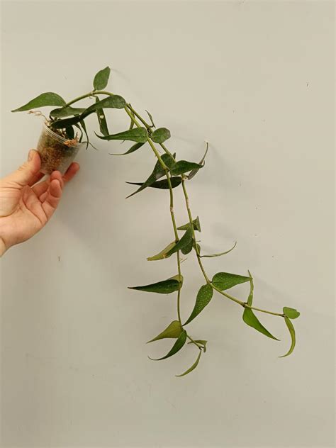 Hoya Burmanica Welovetropicalplants
