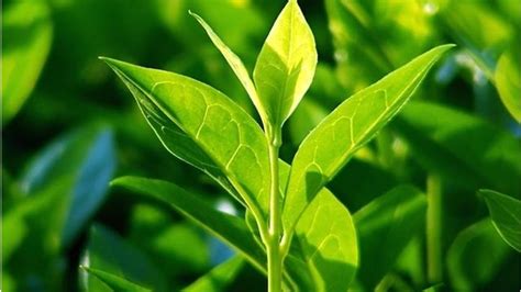 Ch Verde Camellia Sinensis Para Que Serve E Como Tomar Kayo Tv