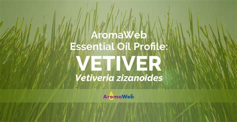 Vetiver Essential Oil Uses and Benefits | AromaWeb