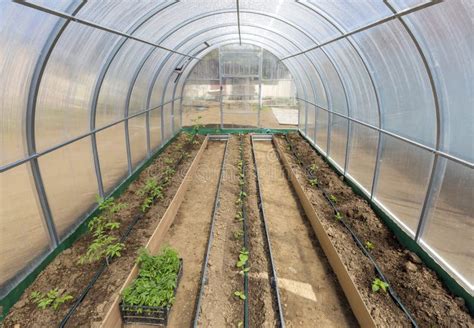 Vegetais Em Irrigação Por Gotejamento Estufa Imagem de Stock