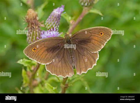 Male Meadow Brown Butterfly Maniola Jurtina On Plant Brockley