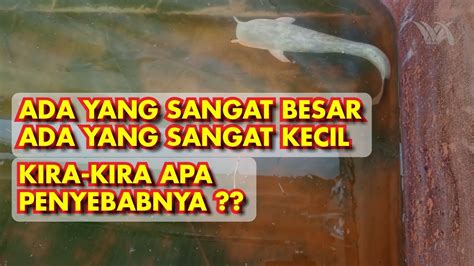 Apa Penyebab Perkembangan Lele Tidak Merata YouTube