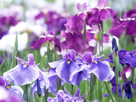 Best Iris Gardens To Visit In Japan Fromjapan