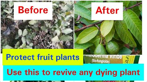 How To Use Biofungicide To Revive Dying Plants Ii Uses Of Tricoderma