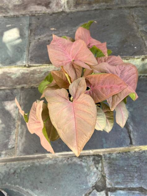 Terrarium Supplies Syngonium Podophyllum Pink Allusion In 6 Pot