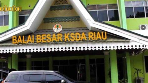 Balai Besar Konservasi Sumber Daya Alam Provinsi Riau Tribunpekanbaru