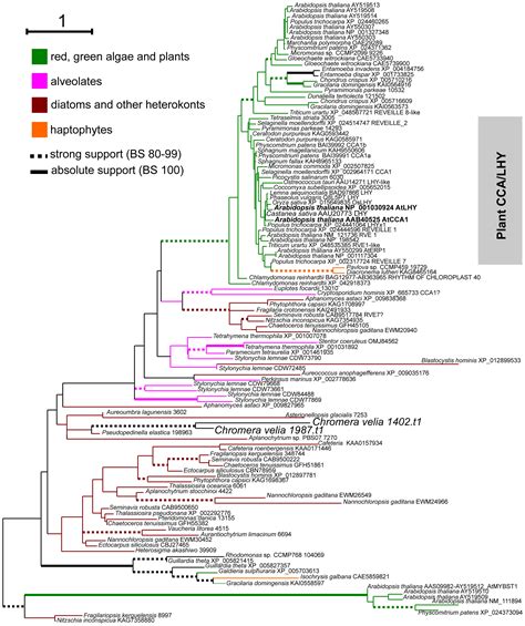 Frontiers Circadian Rhythms And Circadian Clock Gene Homologs Of