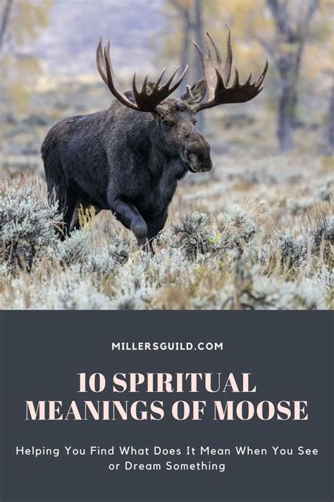 10 Spiritual Meanings Of Moose Spirit Animal Meaning Spiritual