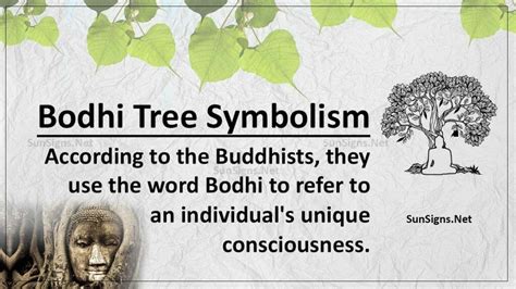 Bodhi Tree Symbolism: The Tree of Wisdom - SunSigns.Net