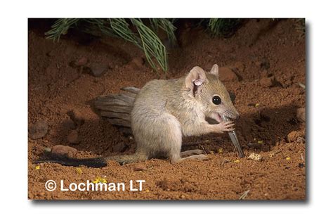 Brush-tailed Mulgara - Lochman TransparenciesLochman Transparencies