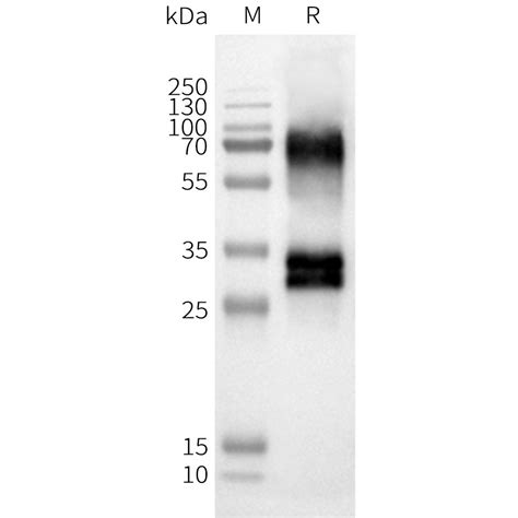 Human Or D Full Length Protein Neweast Biosciences Gtpase