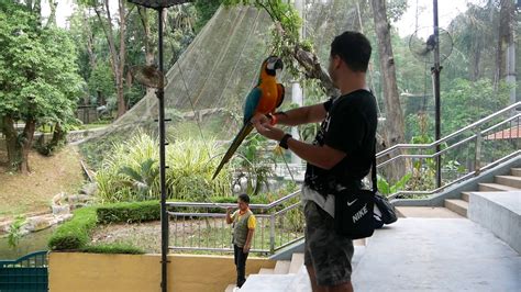 Kuala Lumpur Birds Park Youtube