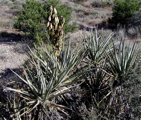 Grow Unusual and Exotic Yucca Plants from Seeds