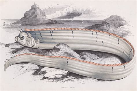 Divers Encounter Rare "Doomsday" Oarfish Near Taiwan | SYFY WIRE