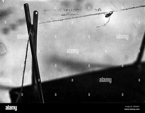 circus, flea circus, show, flea on tightrope, 1950s, ADDITIONAL-RIGHTS