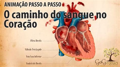 Como ocorre a pequena circulação ou circulação pulmonar YouTube