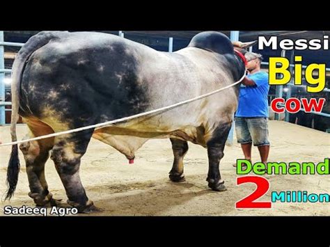 Messi Huge Gray Brahman Cross Bull Unloading Time Demand 2M