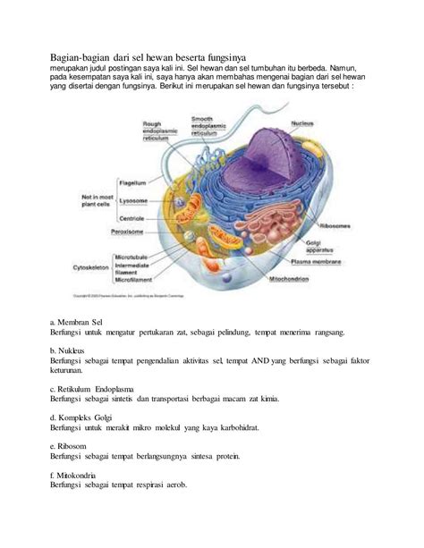 Bagian Sel Hewan Dan Fungsinya