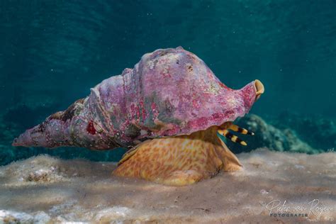 Atlantic Triton Snail North Carolina Marine Molluscs · Inaturalist