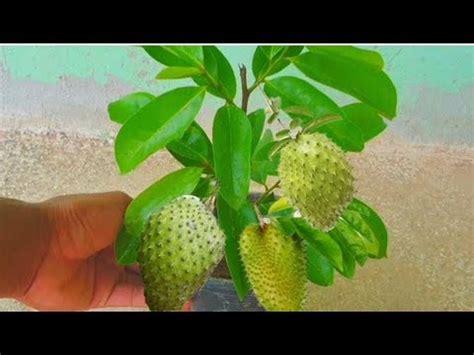 How To Propagate Soursop Tree Fast With Natural Aloe Vera