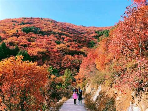 京城红叶观赏指南，错过了等一年 每日头条