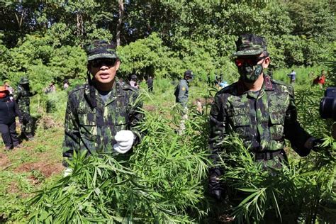 Bnn Musnahkan Hektar Ladang Ganja Di Seulimeum Analisa Aceh