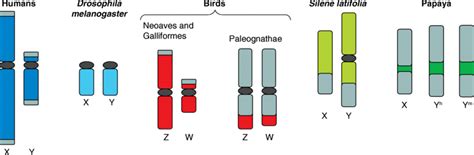 Sex Chromosomes Across Taxa Reveal Variation In Sex Linked Morphology Download Scientific