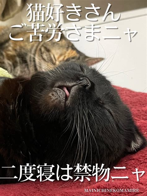 ブリちゃん猫垢です on Twitter RT ricasaeki 猫好きさん今日の標語ニャ