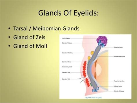 Anatomy of Eyelids & Its Clinical Correlations