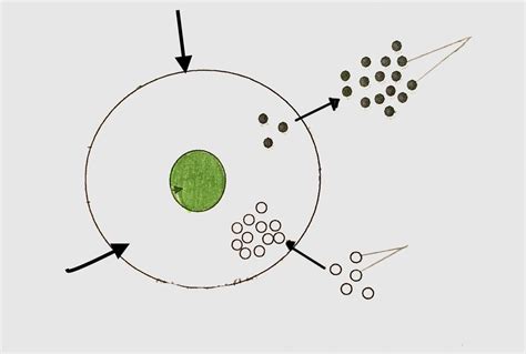 Diagram Of Biology Diffusion In An Animal Cell Diagram Quizlet