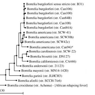 Phylogenetic Tree Of Borrelia Spp Based On A Portion Of The Flagellin