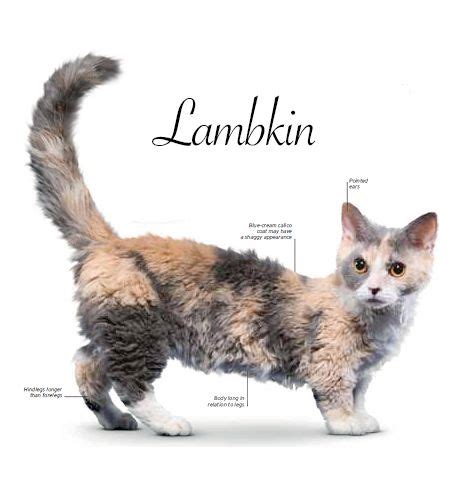 Lambkin Cat