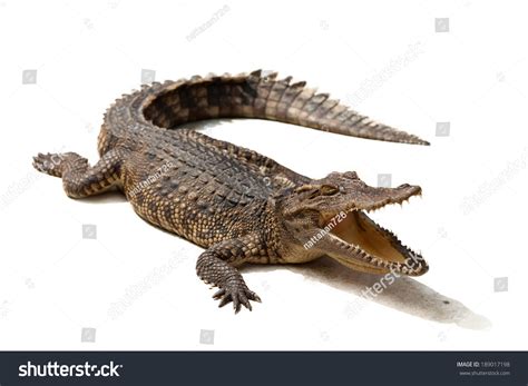 Crocodile On White Background Stock Photo 189017198 | Shutterstock