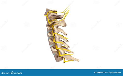 Cervical Spine And Nerves Diagram