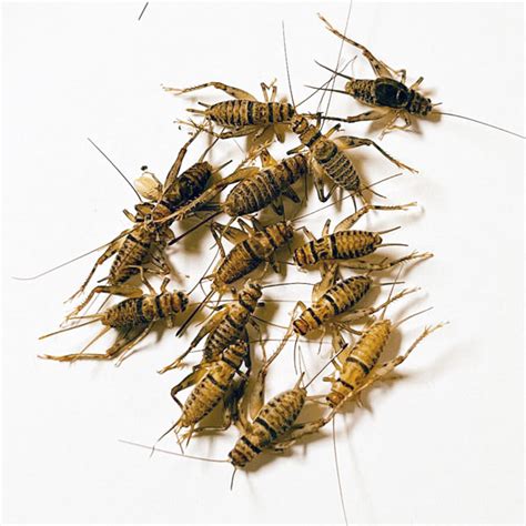 Premium Crickets - Live Insects Delivered Straight To Your Door!