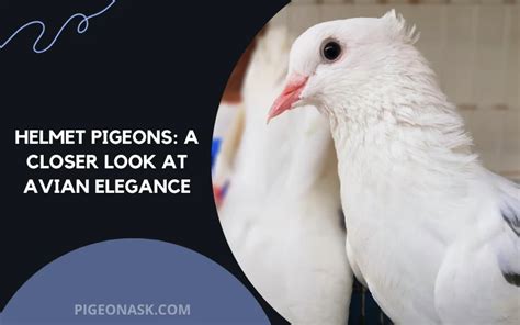 Helmet Pigeons Overview And Breed Guide Pigeon Ask