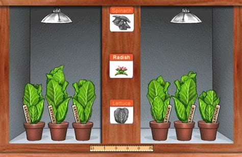 Photosynthesis Lab How Light Color Affects Growth Teaching Biology