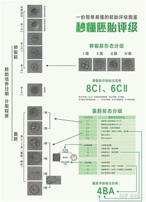 胚胎形态学是如何给胚胎评级的呢 知乎