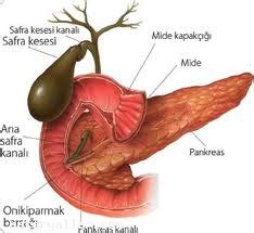 Safra Kesesi Nedir hakkında bilgi