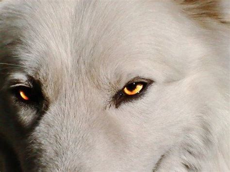 38 best images about Wolf eye, wolf eyes on Pinterest | Wolves, Arctic ...