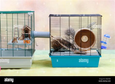 Russian Dwarf Hamster In Cage Phodopus Sungorus Two Cages With