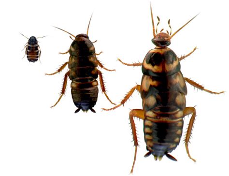 Australian cockroach - Periplaneta australasiae