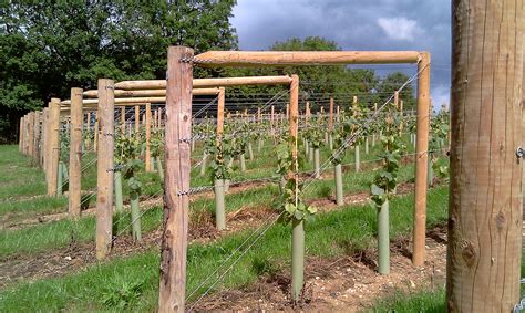 Trellis Grapes at Norman Hoss blog