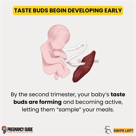 Pregnancy Guide - It is widely accepted that breastmilk is the ideal