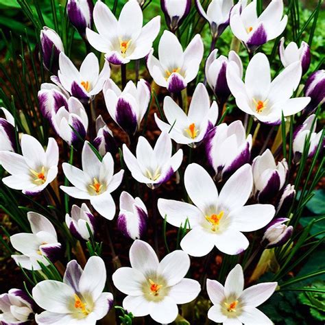 Krokusse Crocus Ladykiller St Preise Und Meinungen Online Shop