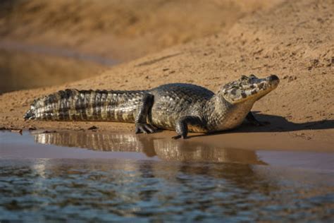 Green Anaconda: All About South America's Giant